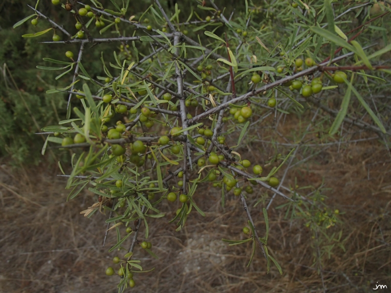 Rhamnus